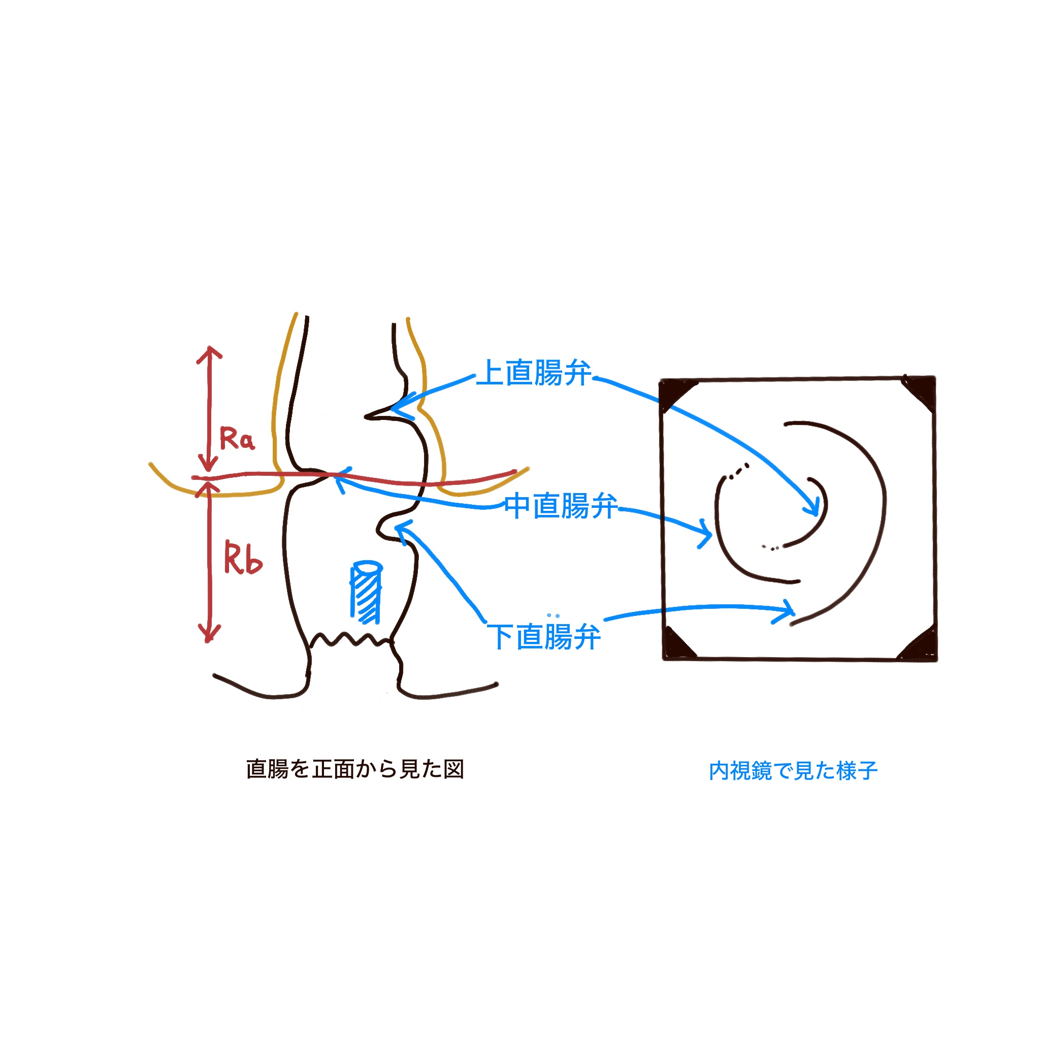 直腸の名称について